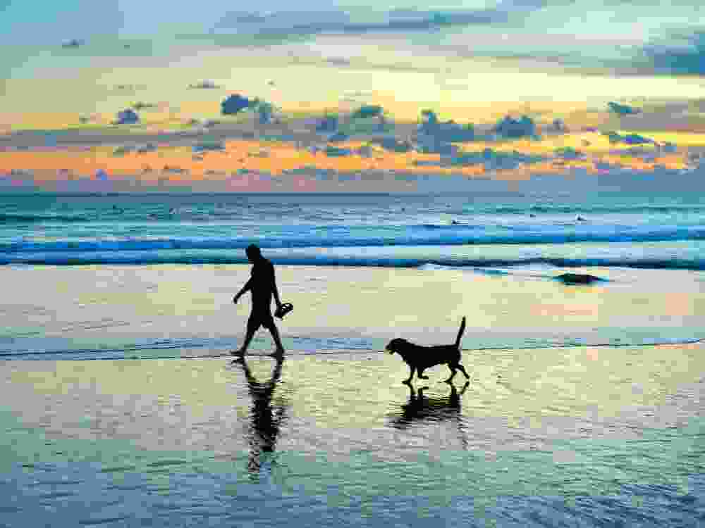 Dog-friendly hotels and resorts are finding new ways to include four-legged friends in the vacation experience.