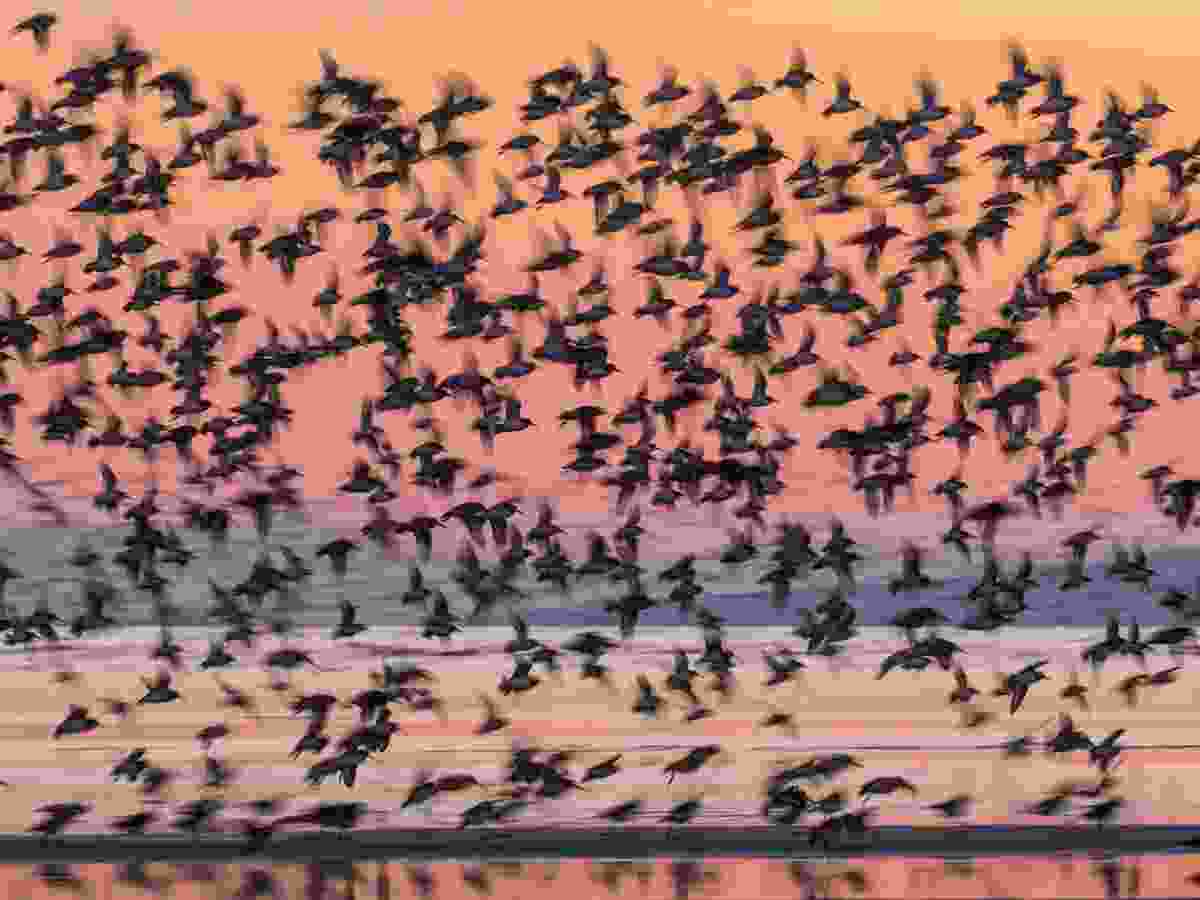 Dunlin in B.C.