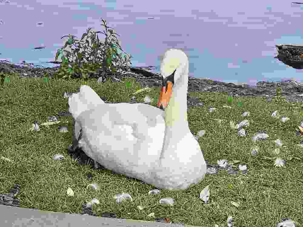 Say hello to one of Stratford, Ontario's famous swans along the shore of the Avon River. Laura Shantora Nelles/Toronto Sun