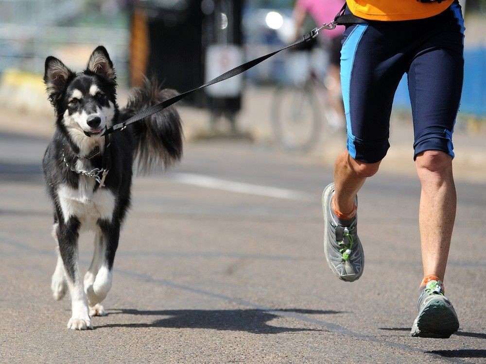 Goose the dog likes to hold on to his own leash while running with his owner Margie Ritchie in the river valley in Edmonton on Aug. 19, 2014.