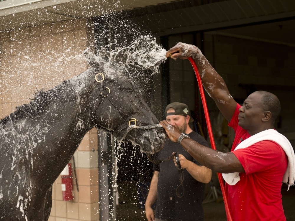 King's Plate contender Notorious Gangster gets a shower.