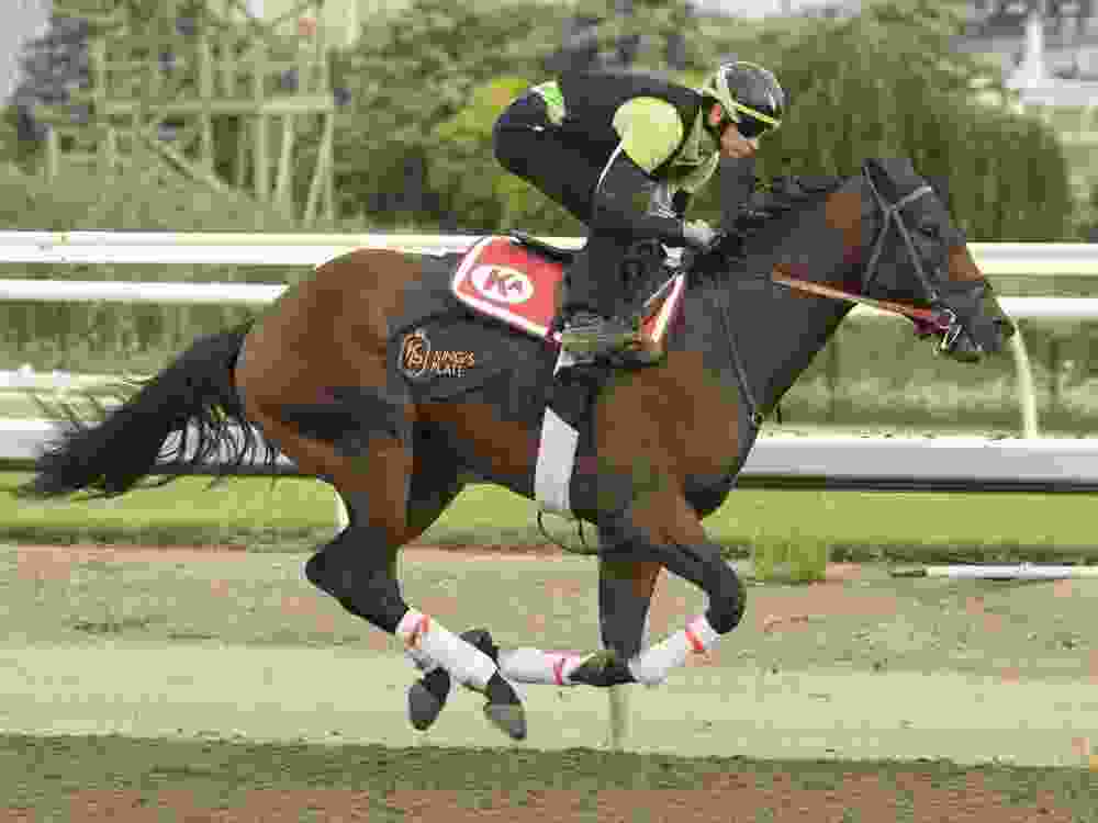 King's Plate contender Mansetti gallops during a training session.