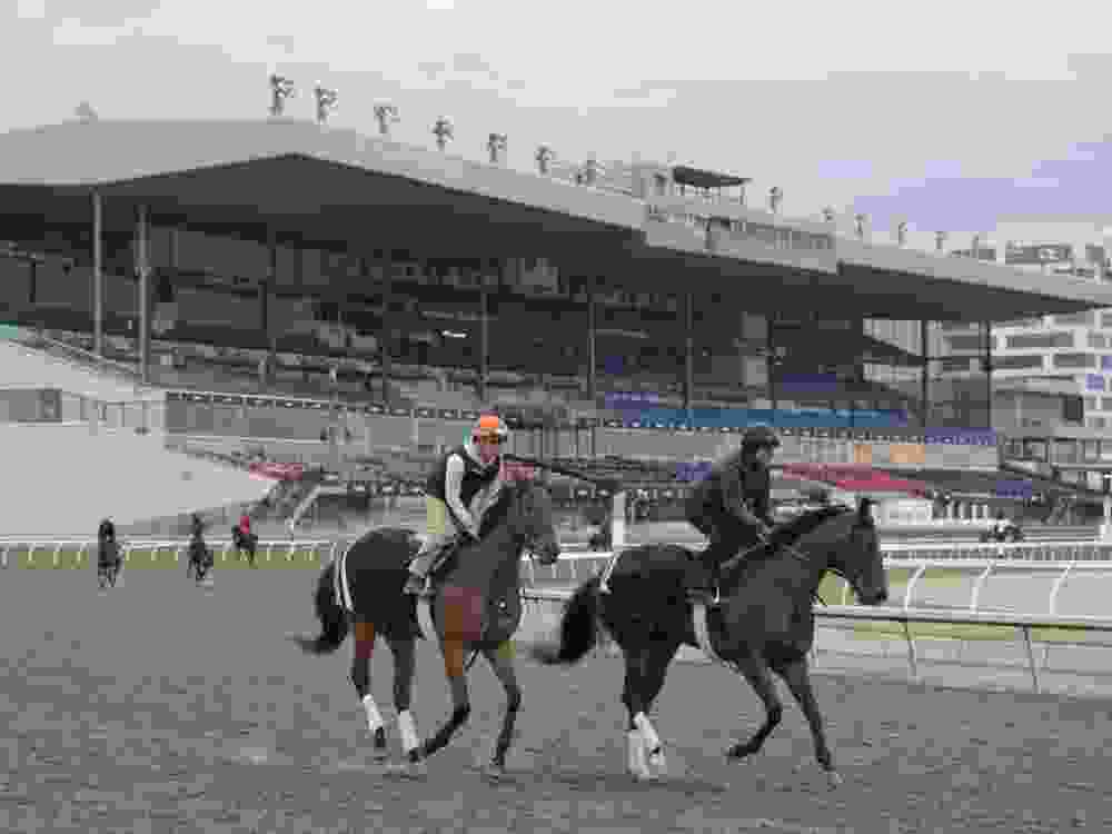 Thoroughbreds horses are trained at Woodbine Racetrack