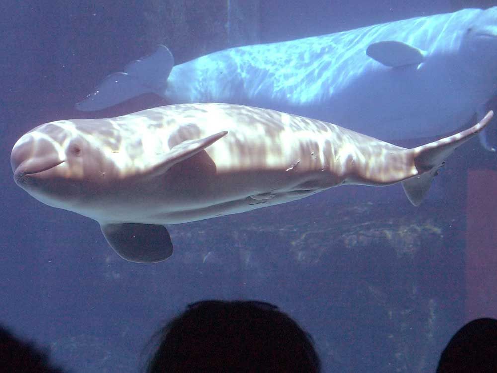 A baby beluga whale at Marineland in Niagara Falls, Ont., is pictured in this July 15, 2002 file photo.