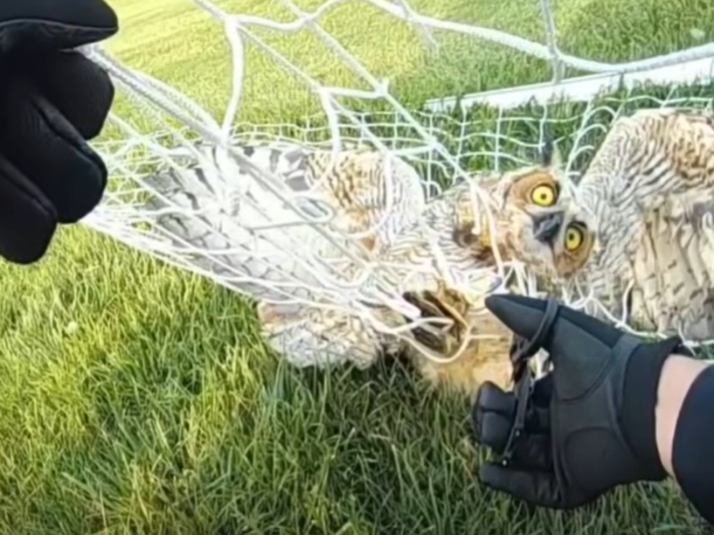 Owl