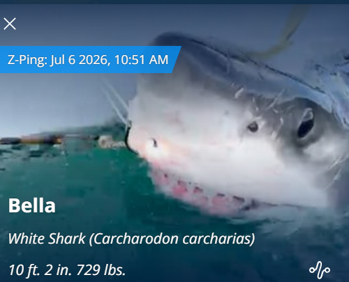 Bella the great white shark