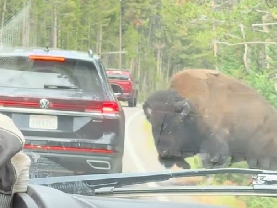 A bison pops the tire of an SUV.