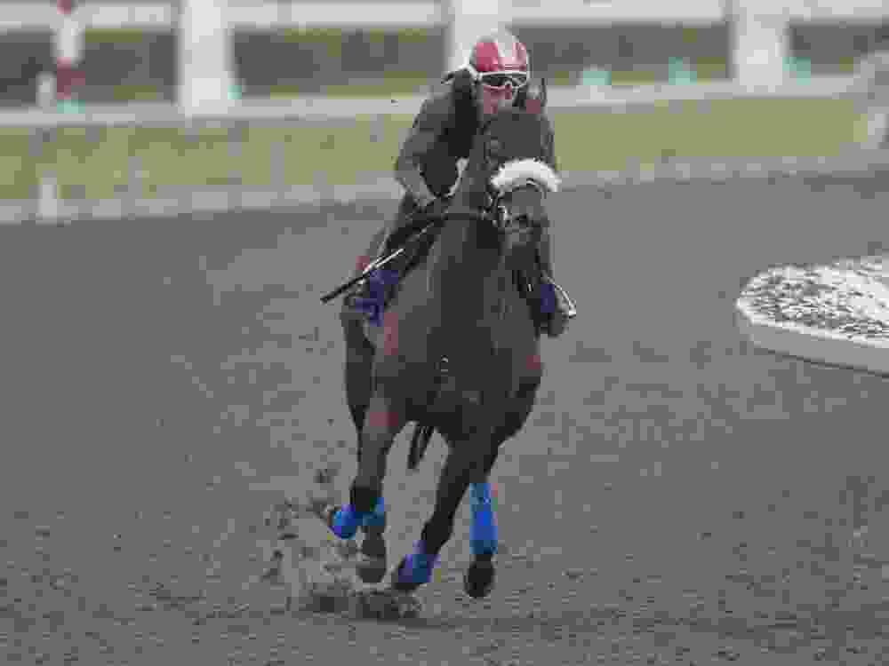 Brachetto is a 5-1 contender in this weekend's King's Plate race at Woodbine.