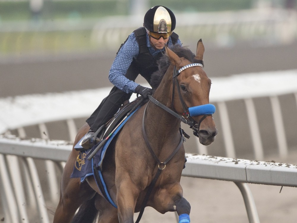 Imyourmedicineman is worked out by a trainer earlier this week ahead of the King's Plate.