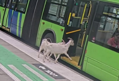 Two goats board a Portland city bus.