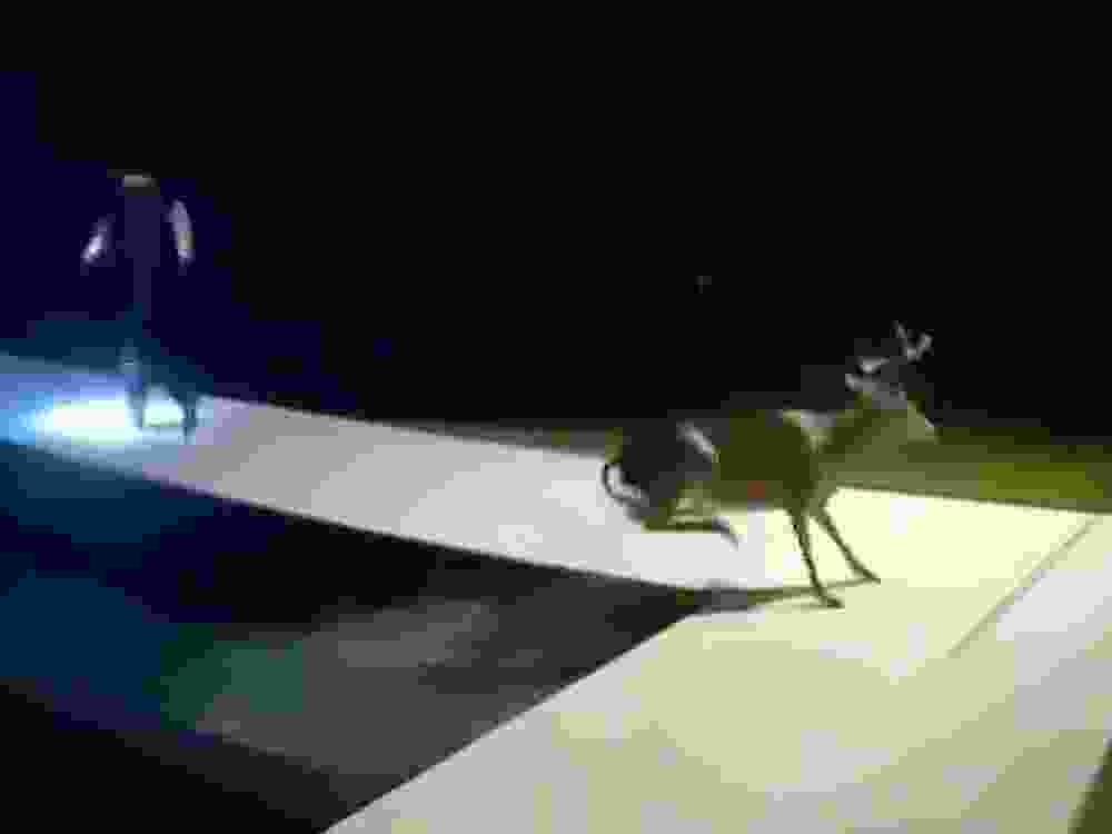 A buck is seen in a video jumping out of a Florida resident's pool after he was coaxed out of the home's bathroom.
