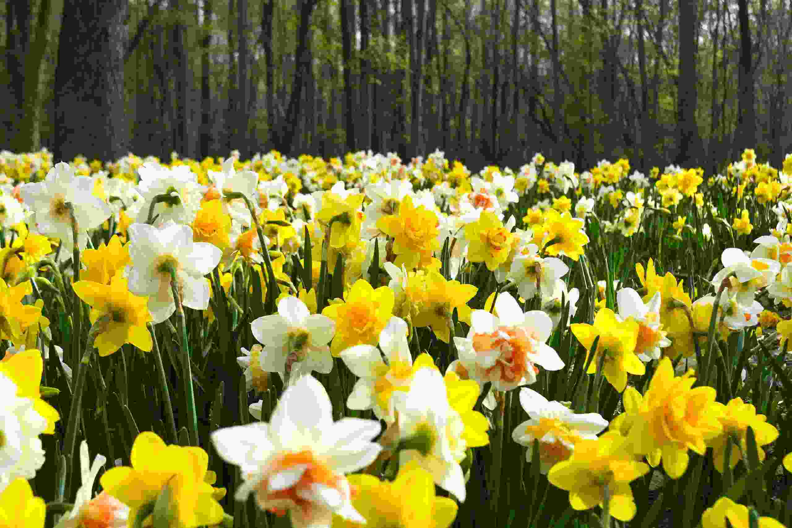 Spring garden