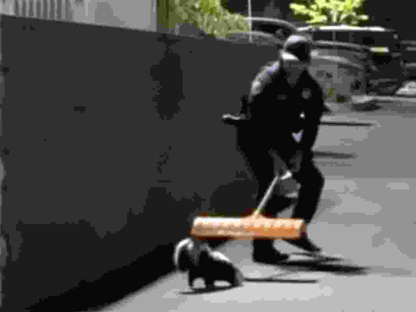 A Reno police officer uses a snow shovel to help a skunk with its head stuck in a jar.
