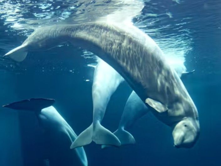 Rain, a 20-year-old female beluga whale who arrived to the Shedd Aquarium in Chicago several weeks ago from Marineland, has died.