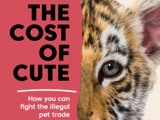 Illegal sales of exotic pet guide