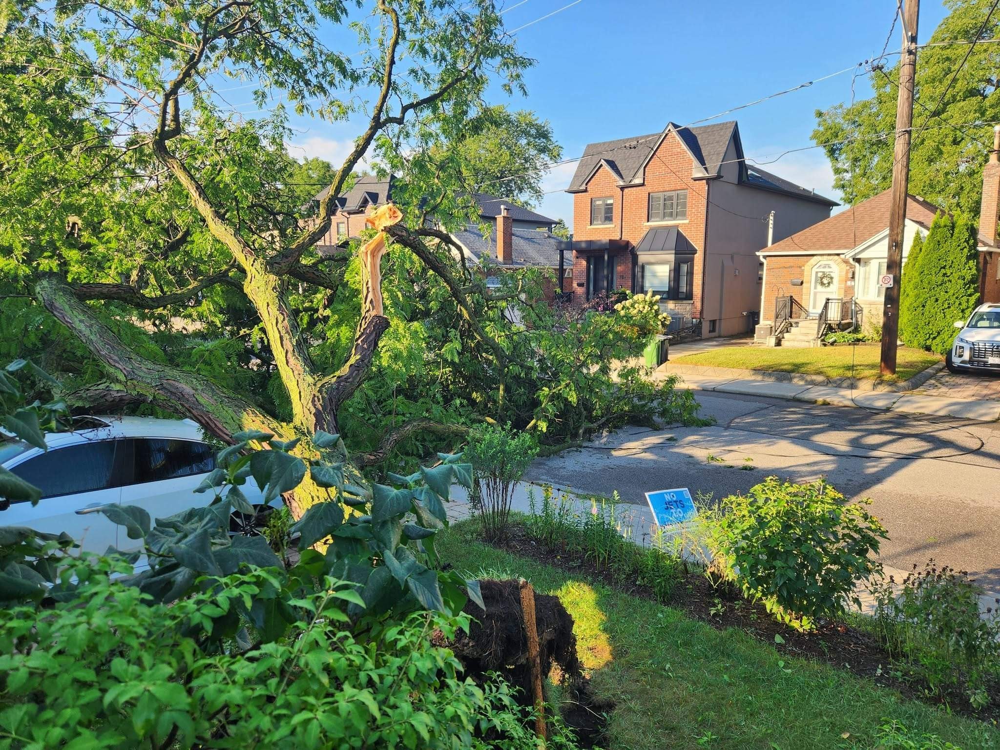 A downed tree in an East York yard.