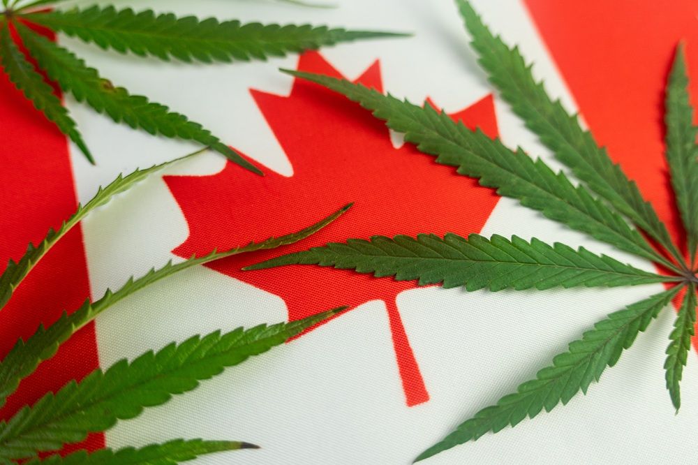 Eight years after cannabis legalization, Canadians seeking CBD for health-related reasons are still caught between two systems that weren’t built for them.