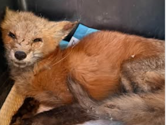 Injured fox in Barrie