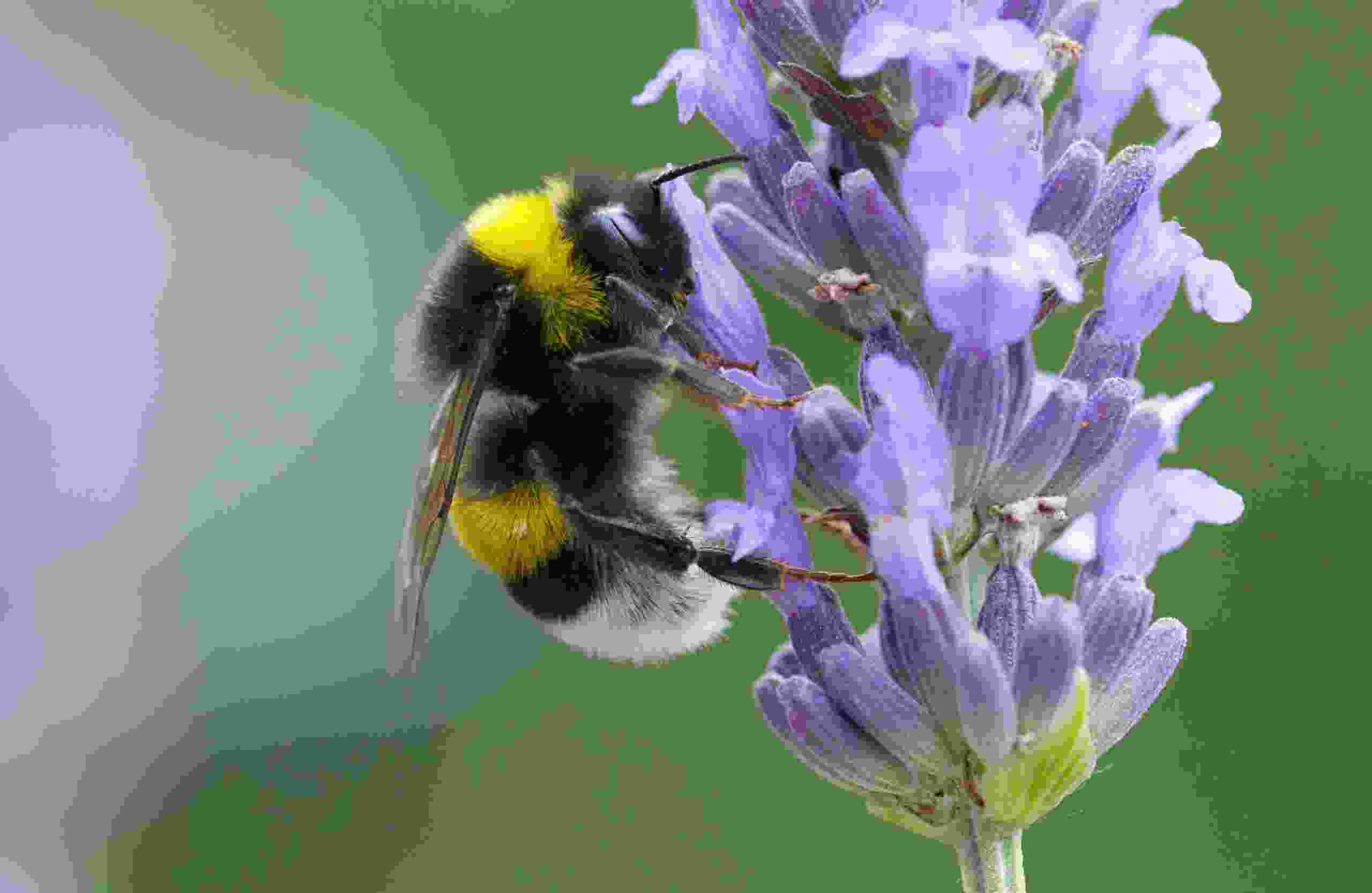 Flight of a bee