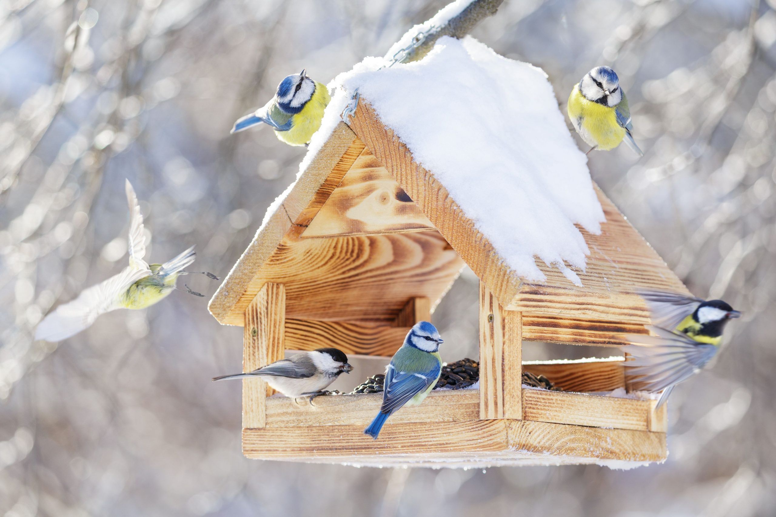 Bird feeder